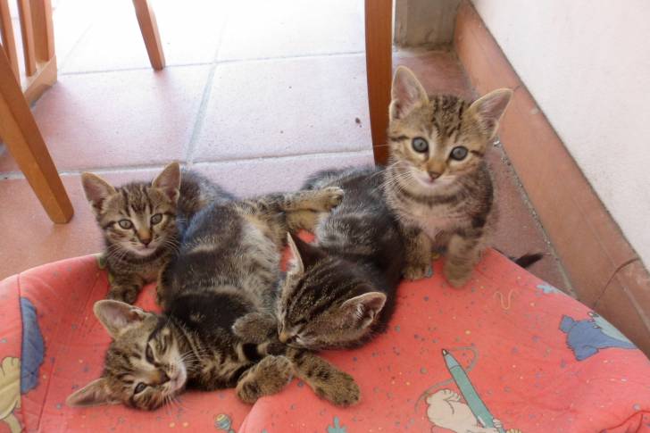 Mini Gatitos - (1 mois)