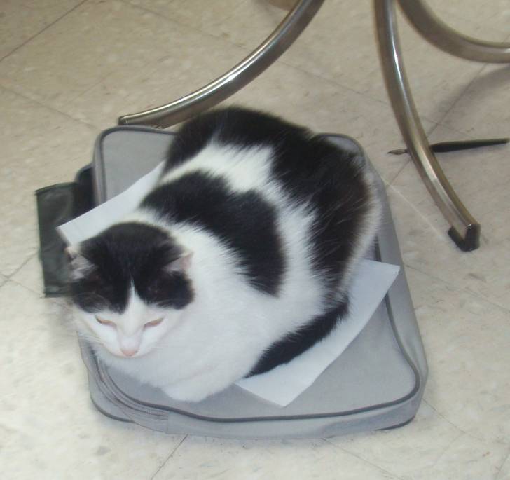figgie - (2 ans)