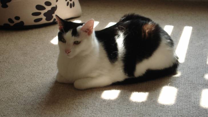 Charlie - Mâle (10 mois)