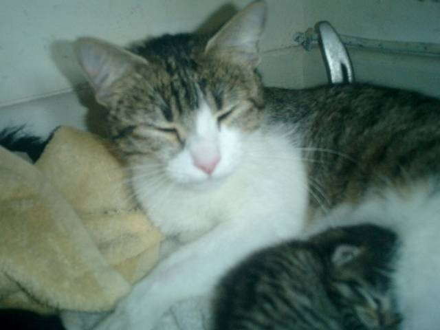 chipie - (5 ans)