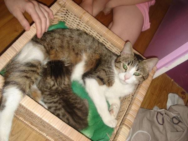 chipie et forest le petit - (5 ans)