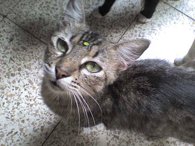 Nina Nyuska - (5 ans)