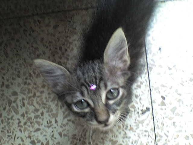 Ramses Ranchito - Mâle (3 mois)