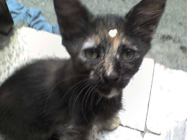 Romina~ Rumelia~Rume - (3 mois)