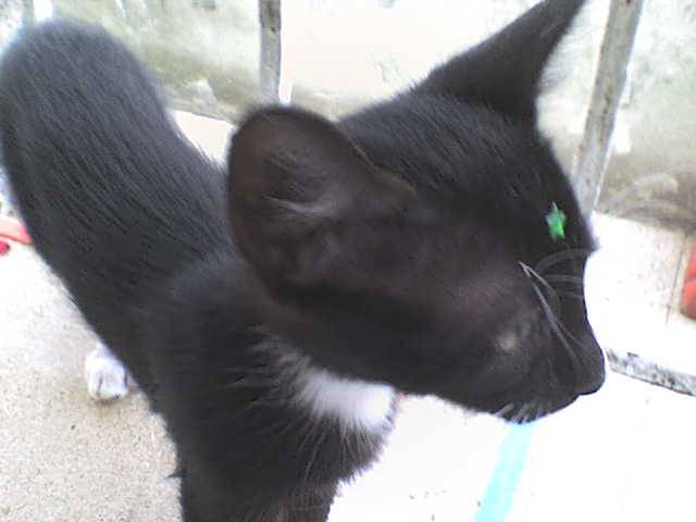 Roman Kuro-Chawchito - (3 mois)