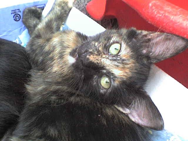 Romina~ Rumelia~Rume - (6 mois)