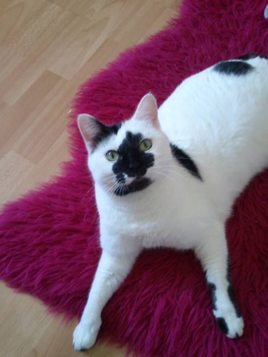 Domino - (3 ans)