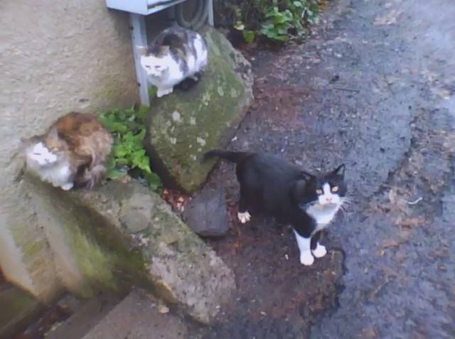 Popsy, Titi et Roméo - Mâle