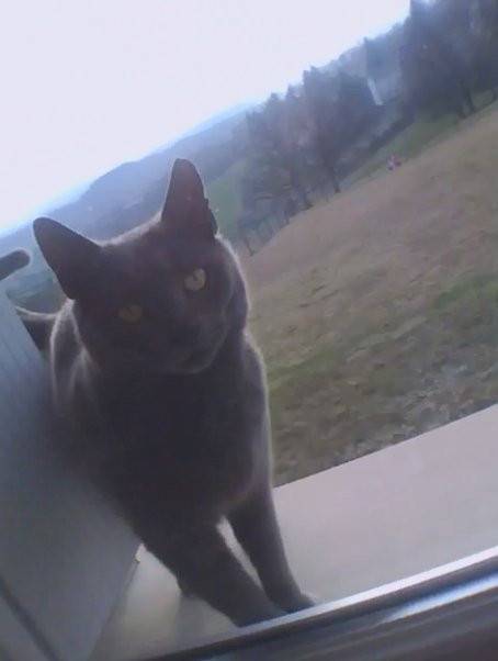 Miaou - (5 ans)