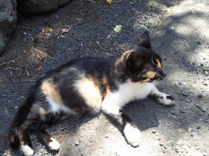Juliette - (5 ans)