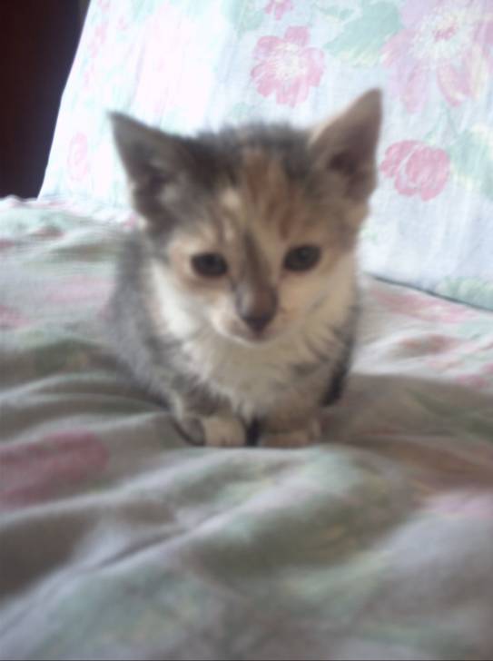 Perle - (3 mois)