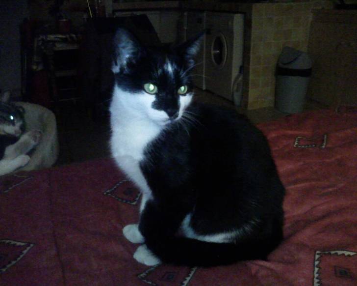 Felix - Mâle (5 ans)