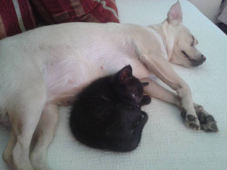 Gary - Mâle (3 mois)
