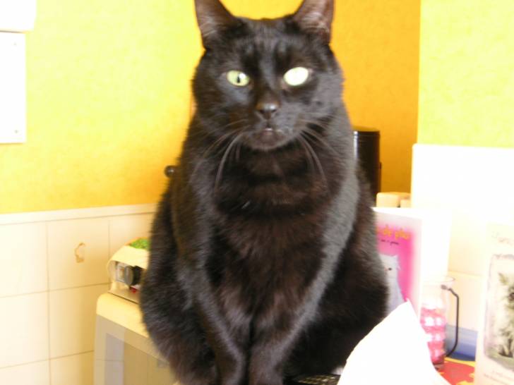 titoune - Mâle (16 ans)