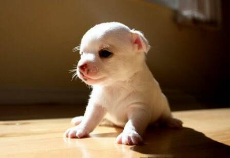 sisi - (1 mois)