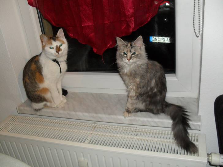 Maggy - (4 ans)