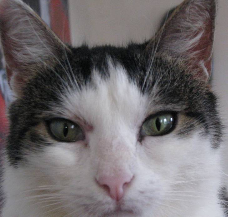 Calypso - (2 ans)