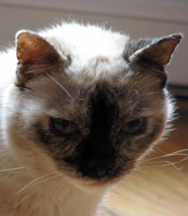 Chipie - (6 ans)