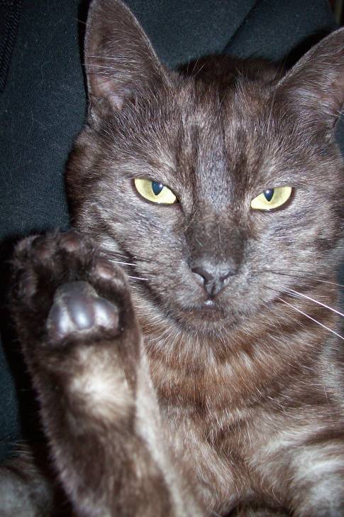 Mocha I - Mâle (3 ans)