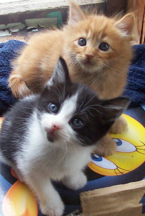 Mocha II and Ninja - Mâle (3 mois)