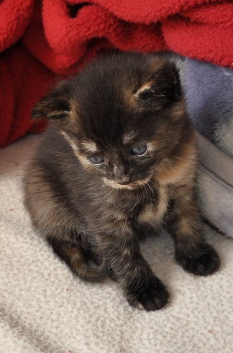 Mocha III - (3 mois)