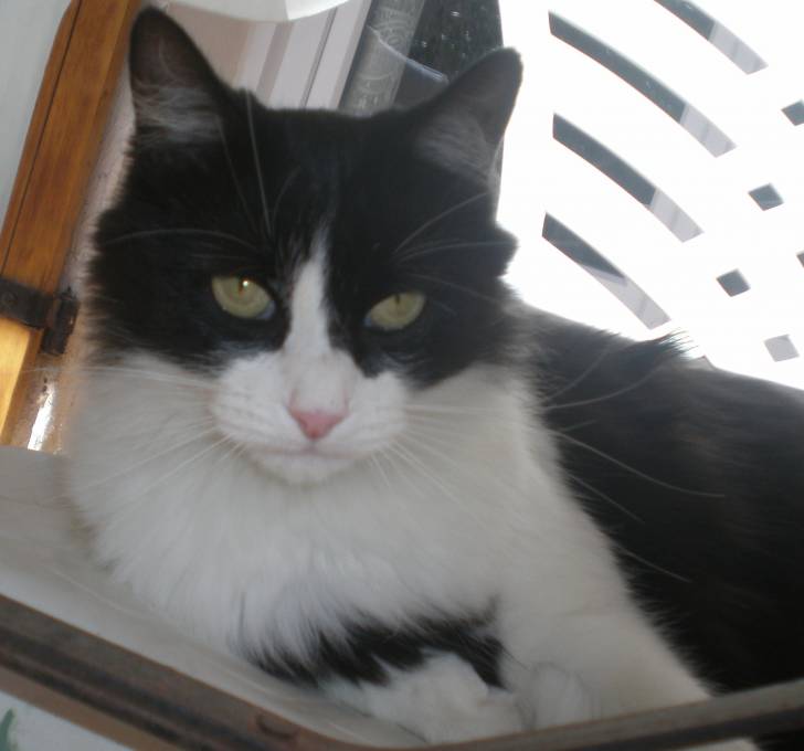 Paillette - (4 ans)