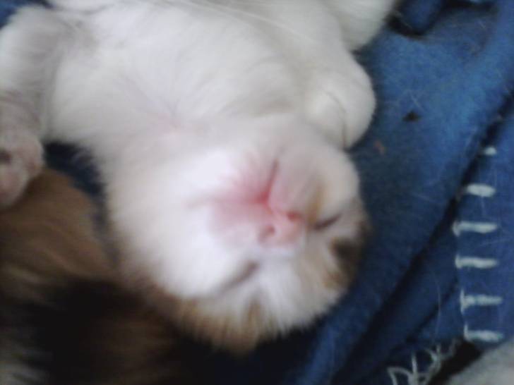 Unnamed Kitty. - (1 mois)