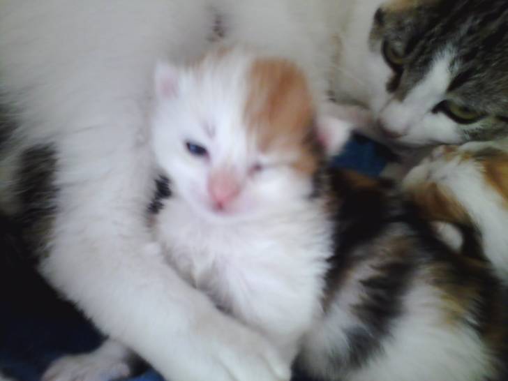 Unnamed Kitty 1 -