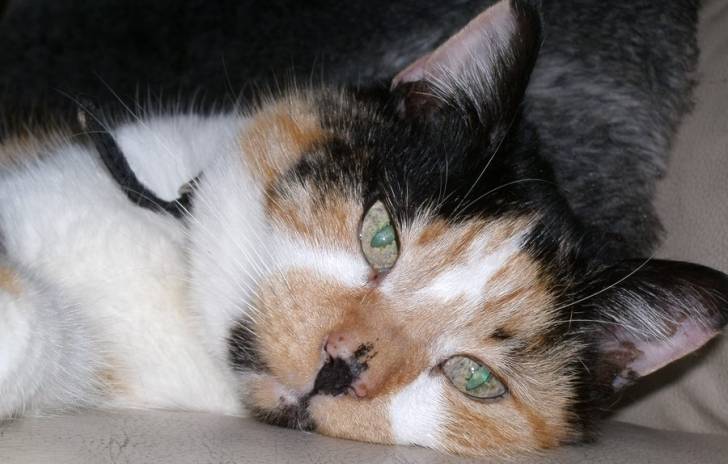 Bubbles - (13 ans)