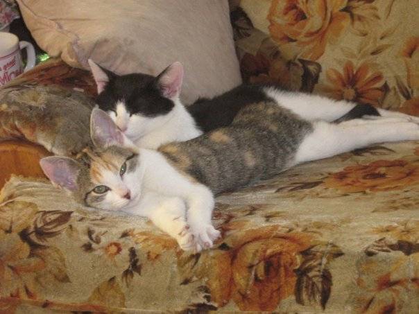 Kiba and Cleo - (Autre)