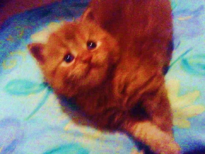 Pudgy - Mâle (4 mois)