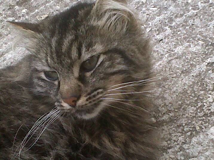 marley - Mâle (9 ans)