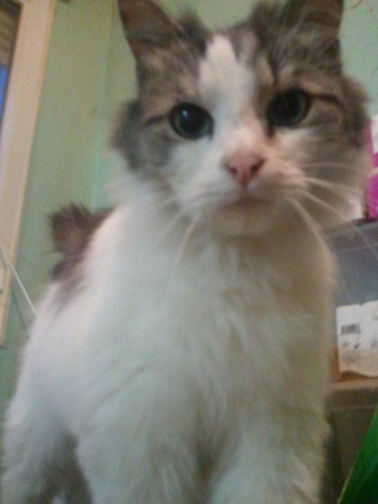 playboy =) - Mâle (3 ans)