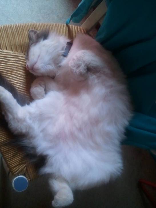 playboy - Mâle (3 ans)