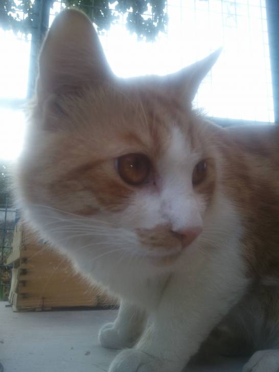 Garfield - Mâle (2 ans)