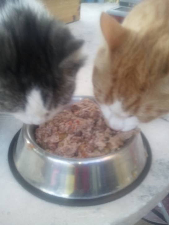 Garfield & Playboy - Mâle (2 ans)