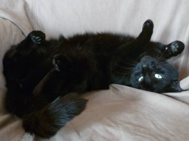 Bagheera - (3 ans)