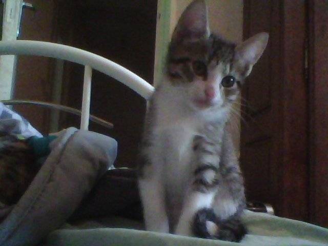 tigrou - Mâle (2 mois)