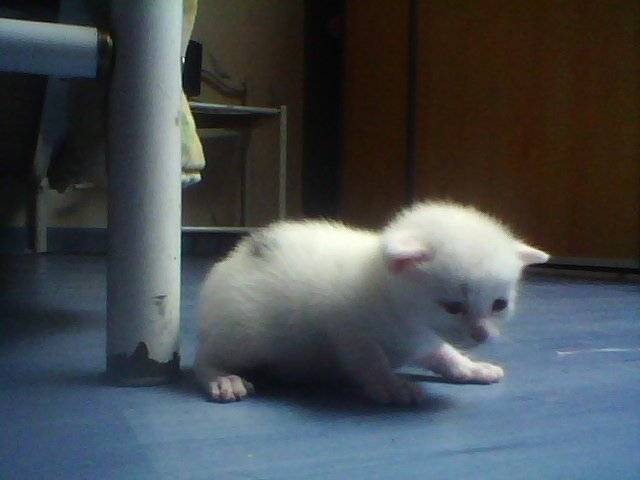 pas de nom - (1 mois)