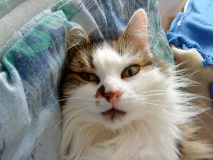 Plume - (12 ans)