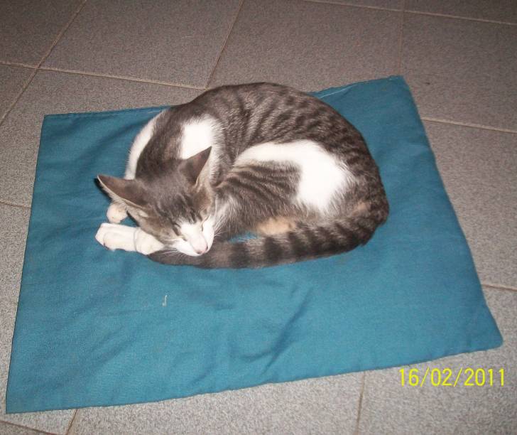 Mi Gato Tito - (2 ans)