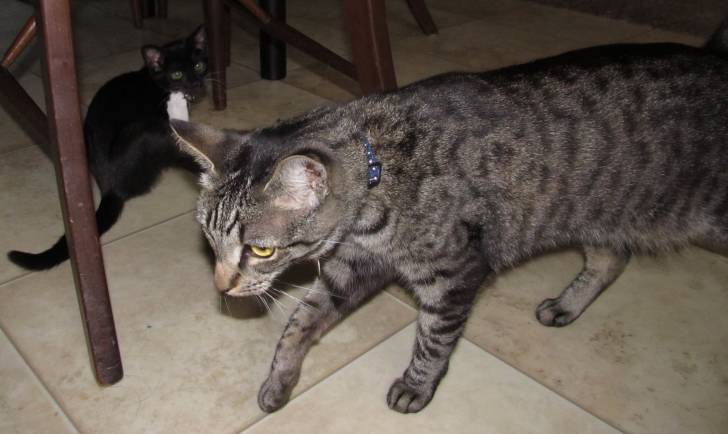 Chessie and Velvet -