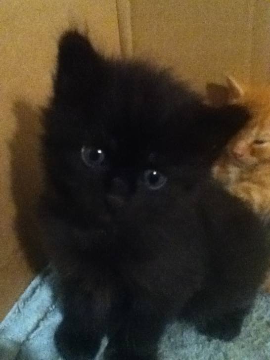 Chatons de Gribouille - (1 mois)