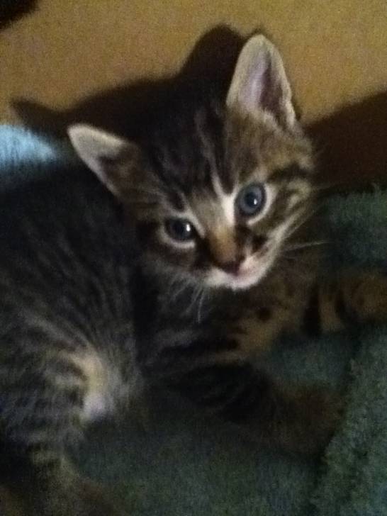 Chatons de Gribouille - Mâle (1 mois)