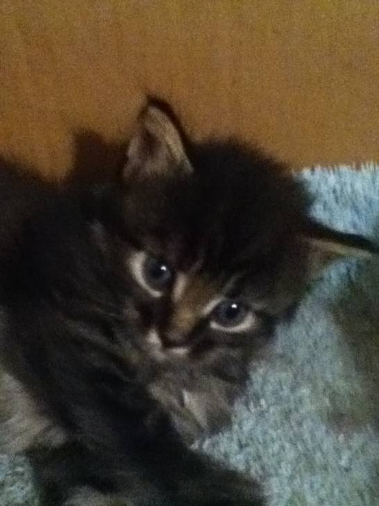 Chatons de Gribouille - Mâle (1 mois)