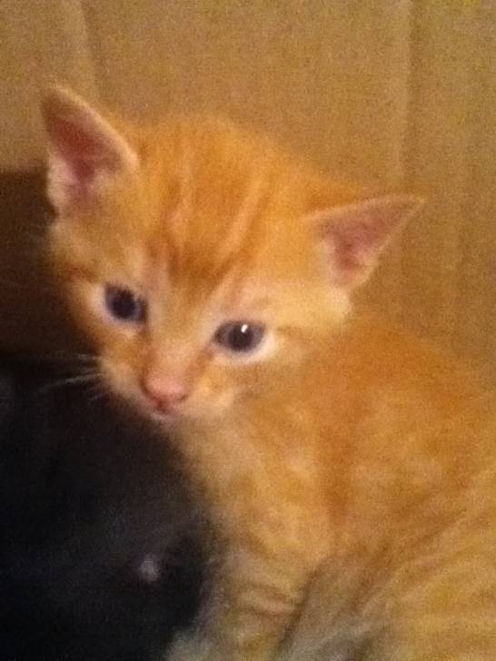 Chaton de Gribouille - Mâle (1 mois)