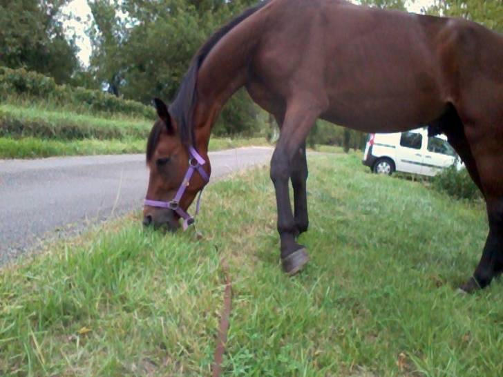 Tony - Mâle (6 ans)