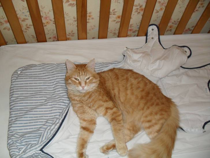 caramel - Mâle (2 ans)