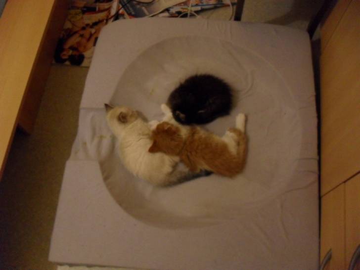 desir, noisette, crème - Mâle (9 mois)