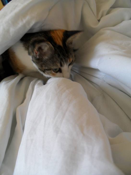 perle - (2 ans)